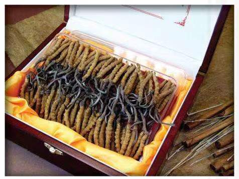 菏泽冬虫夏草回收